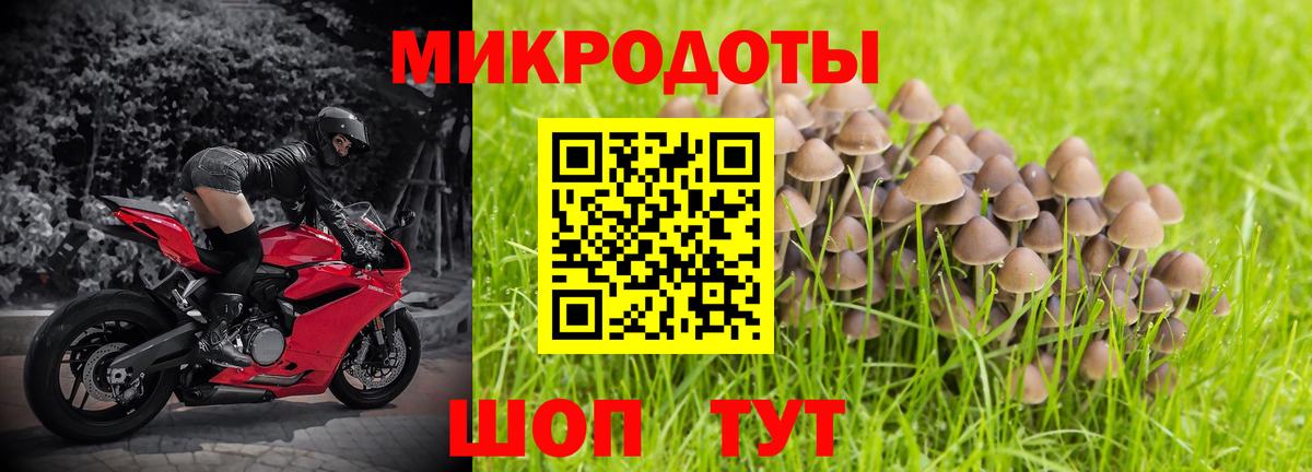 Псилоцибиновые грибы Psilocybe Шатура